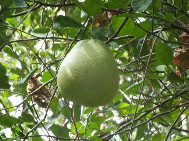 Citrus maxima, photographed by Lsf