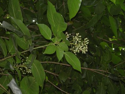 Dendropanax arboreus, photographed by Neptalí Ramírez Marcial