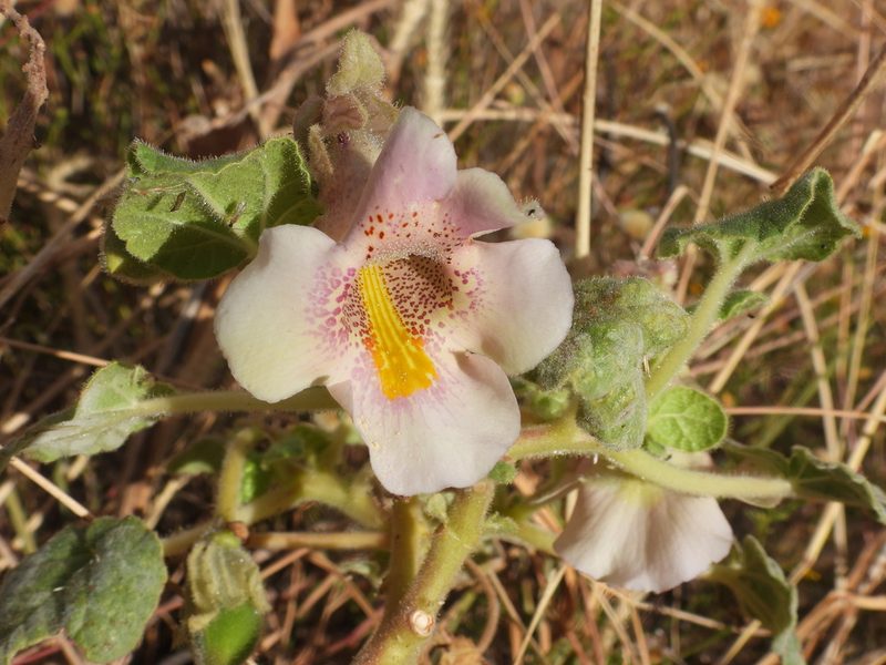 Proboscidea louisianica, photographed by Bob Nieman