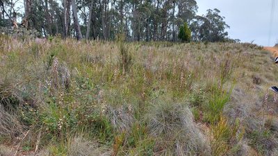 Stylidium graminifolium, photographed by graeme lunt