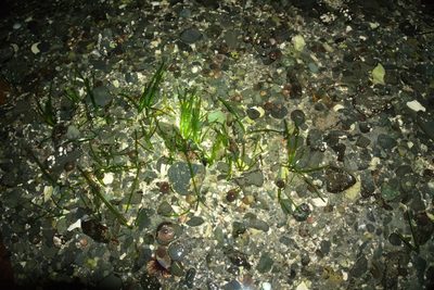 Zostera marina, photographed by Lucian Vazquez