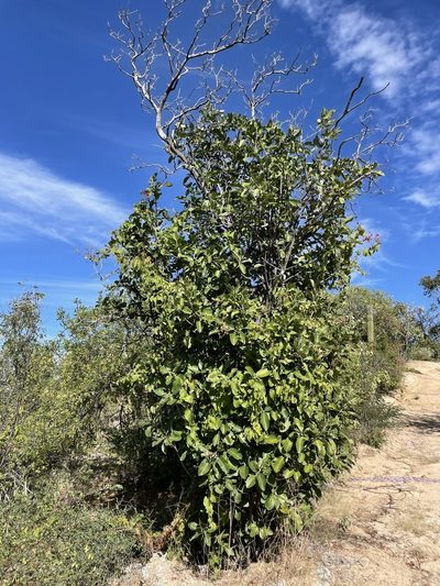 Esenbeckia flava, photographed by Sula Vanderplank