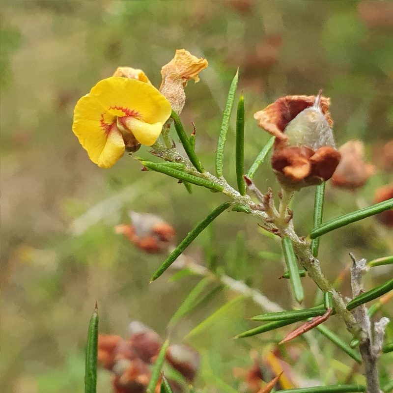 Dillwynia sieberi, photographed by ronavery