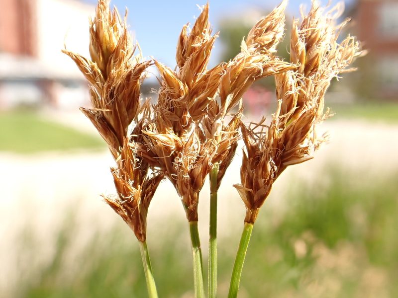 Carex praegracilis, photographed by Matt Lavin
