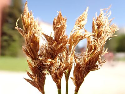 Carex praegracilis, photographed by Matt Lavin