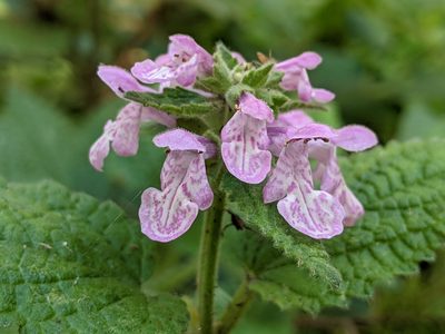 Stachys bullata, photographed by Ken-ichi Ueda