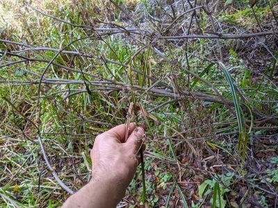 Scirpus microcarpus, photographed by Ken-ichi Ueda
