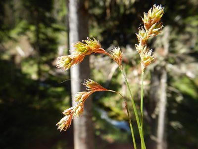 Carex praticola, photographed by Matt Lavin