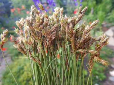 Carex praticola, photographed by Matt Lavin