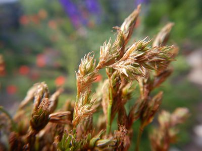 Carex praticola, photographed by Matt Lavin
