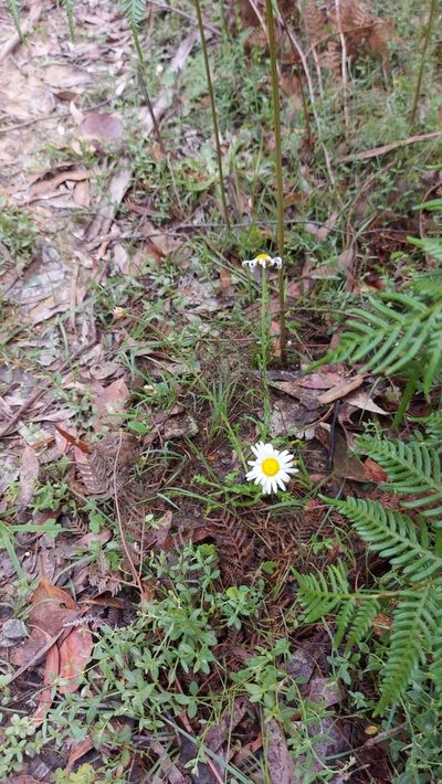 Brachyscome diversifolia, photographed by graeme lunt