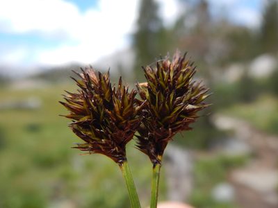 Carex preslii, photographed by Matt Lavin