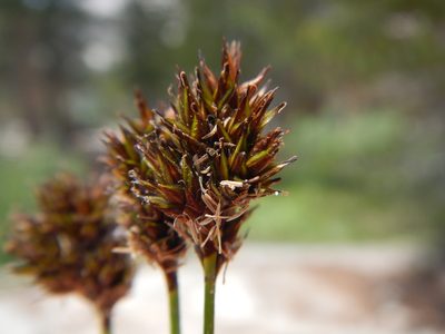 Carex preslii, photographed by Matt Lavin