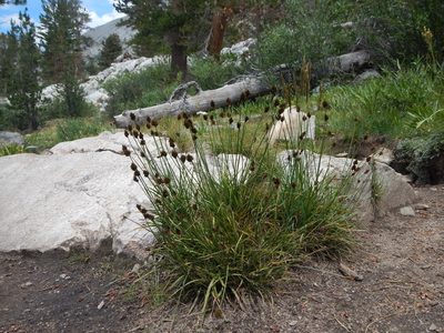 Carex preslii, photographed by Matt Lavin