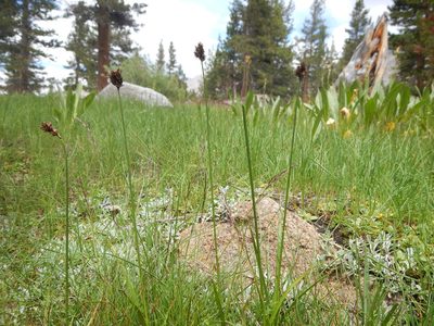 Carex preslii, photographed by Matt Lavin