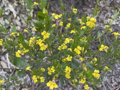 Goodenia ovata, photographed by Dylan Wishart