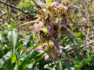 Monarda punctata, photographed by Samuel A Schmid, PhD, PWS