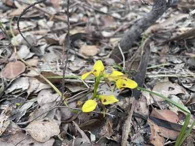 Diuris sulphurea, photographed by Dylan Wishart