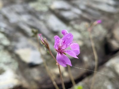 Pelargonium rodneyanum, photographed by Dylan Wishart