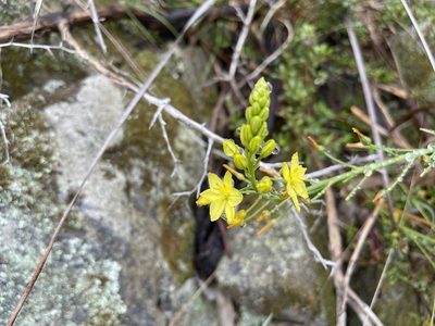 Bulbine bulbosa, photographed by Dylan Wishart