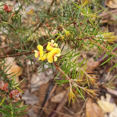 Dillwynia sieberi, photographed by ronavery
