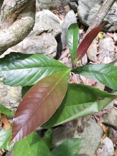 Tetracera daemeliana, photographed by Matthew Borella
