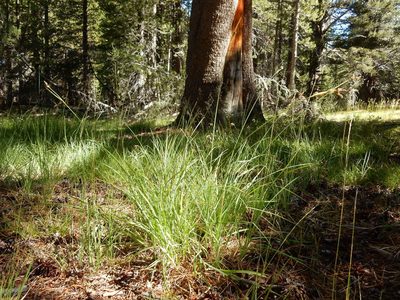 Carex raynoldsii, photographed by Matt Lavin