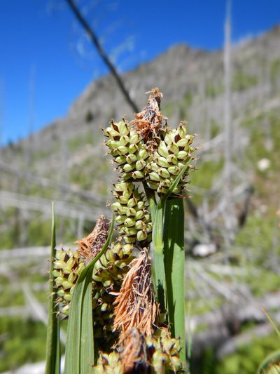 Carex raynoldsii, photographed by Matt Lavin