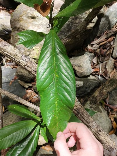 Tetracera daemeliana, photographed by Matthew Borella