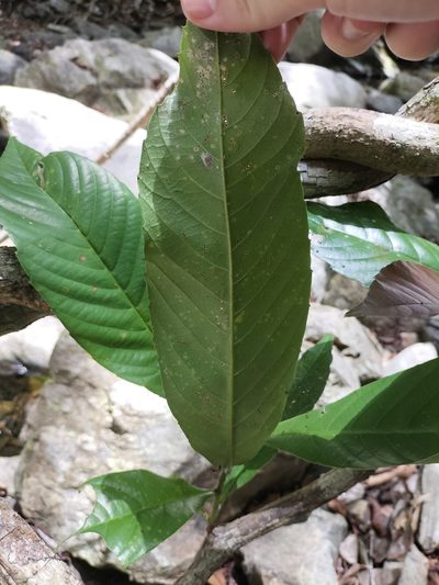 Tetracera daemeliana, photographed by Matthew Borella