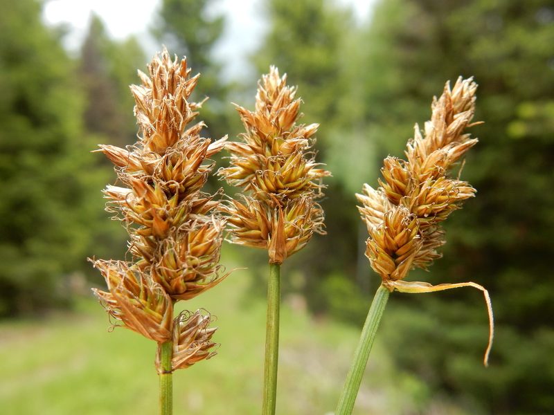 Carex sartwellii, photographed by Matt Lavin