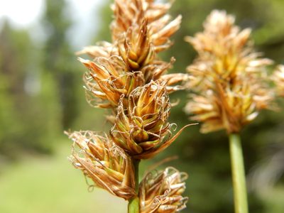 Carex sartwellii, photographed by Matt Lavin