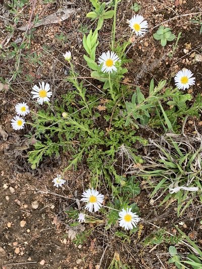 Calotis glandulosa, photographed by Lukas Clews
