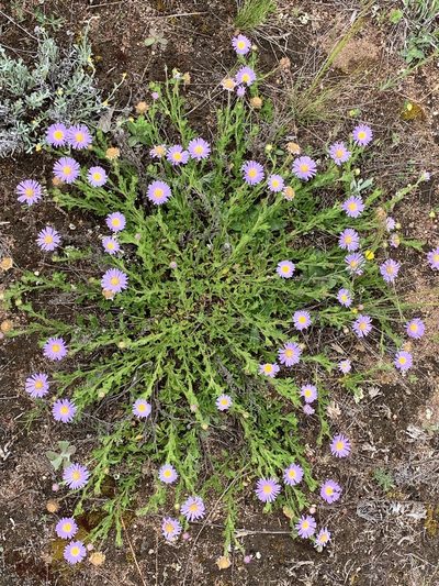 Calotis glandulosa, photographed by Lukas Clews