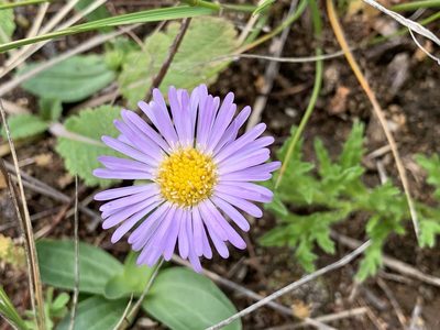Calotis glandulosa, photographed by Lukas Clews
