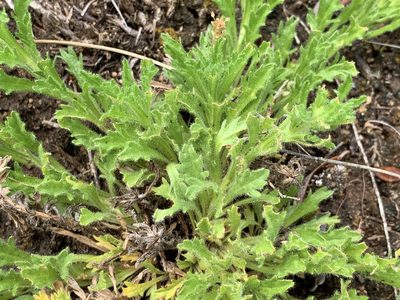 Calotis glandulosa, photographed by Lukas Clews