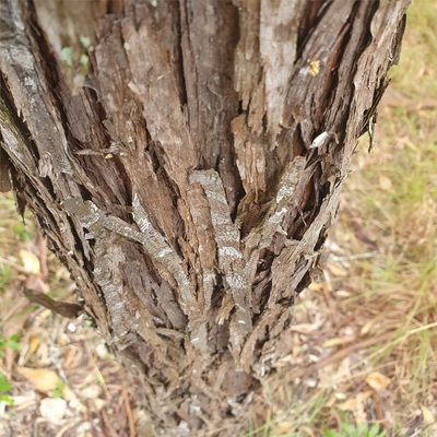 Acacia binervia, photographed by ronavery