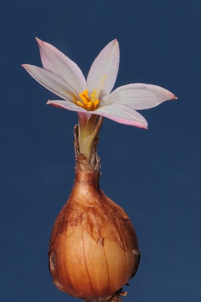 Zephyranthes andina, photographed by Paúl Gonzáles