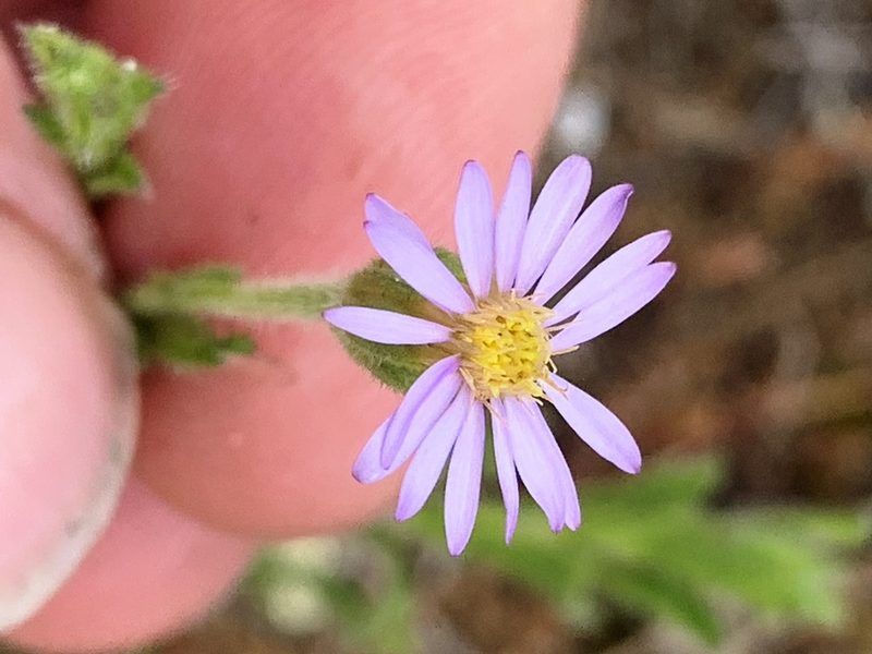 Vittadinia muelleri, photographed by Lukas Clews