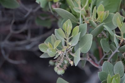 Arctostaphylos canescens, photographed by Kyle Nessen