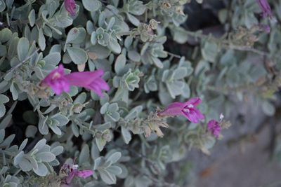 Penstemon rupicola, photographed by Kyle Nessen