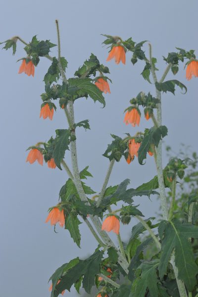 Nasa macrophylla, photographed by Paúl Gonzáles