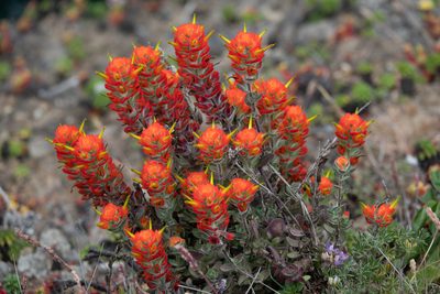 Castilleja mendocinensis, photographed by Kyle Nessen