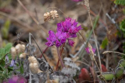 Allium dichlamydeum, photographed by Kyle Nessen