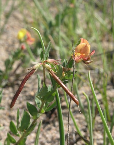 Lotus krylovii, photographed by Oleg Kosterin