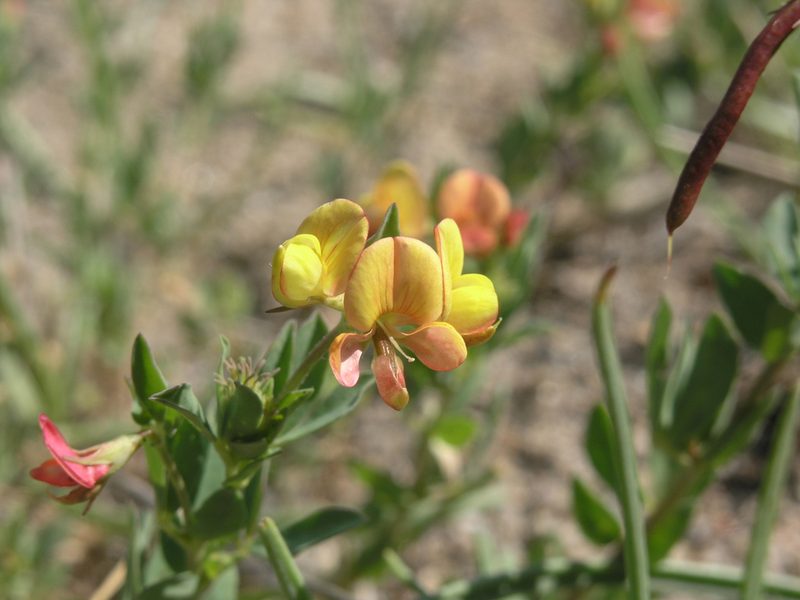 Lotus krylovii, photographed by Oleg Kosterin