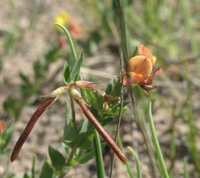 Lotus krylovii, photographed by Oleg Kosterin