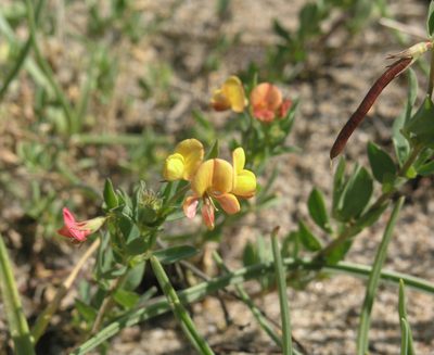 Lotus krylovii, photographed by Oleg Kosterin