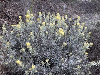 Castilleja hololeuca, photographed by Adam J. Searcy