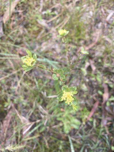 Pimelea flava, photographed by Andrew Allen
